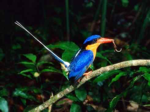 天生猎手：非猛禽类猎手之二（雀鸟也是屠夫——伯劳）