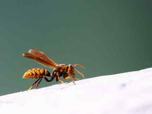 十大喜食蜂蜜动物：胡蜂