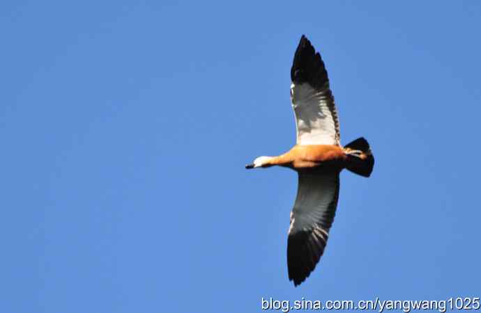 飞 wbr(赤麻鸭) wbr1 飞 wbr(赤麻鸭) wbr1