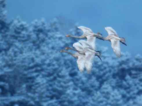 雁鸭之最之三 雁鸭之最之三