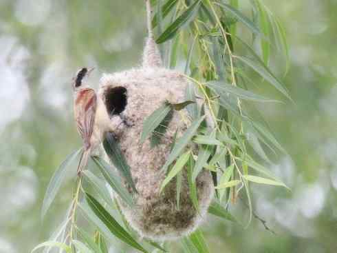 十大鸟类建筑师之二（织布鸟、维达雀）