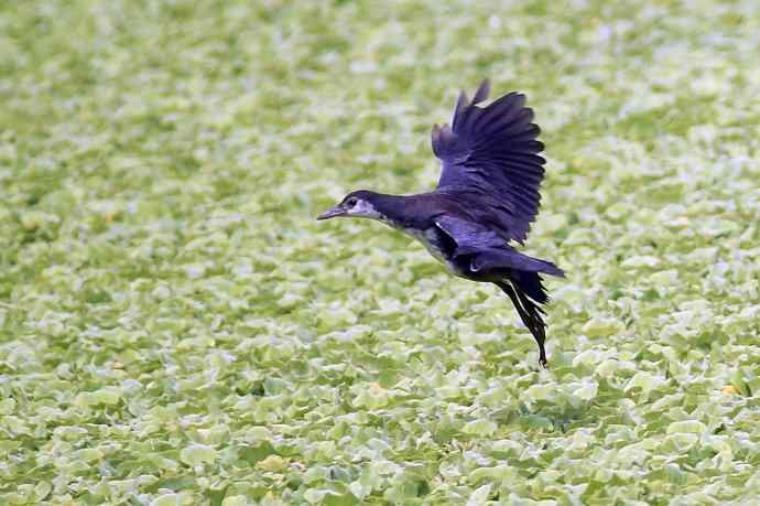 白胸苦恶鸡（亚成）