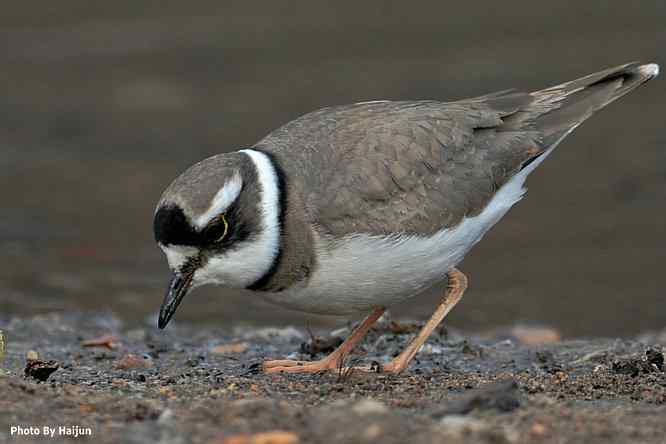 白河湾邂逅长嘴剑鸻