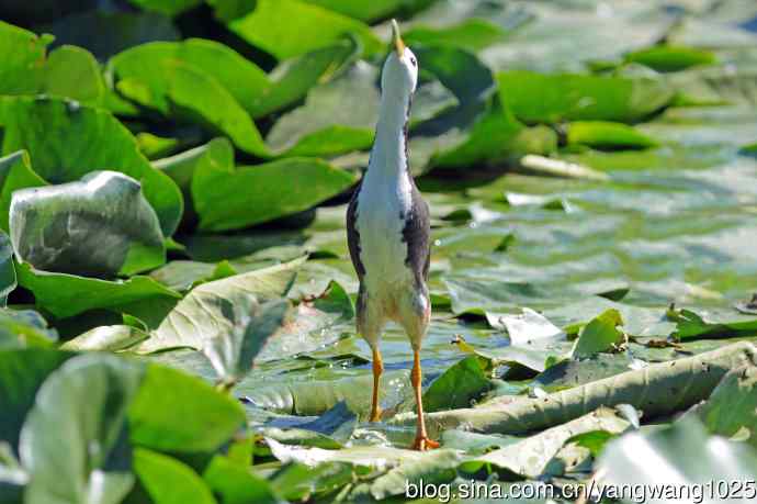 白胸苦恶鸟（6）