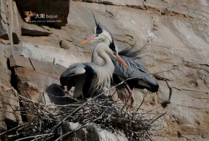 春天奏鸣曲：苍鹭的幸福生活