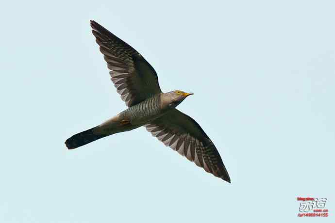 光棍节代言鸟杜鹃：光棍好苦鈥︹