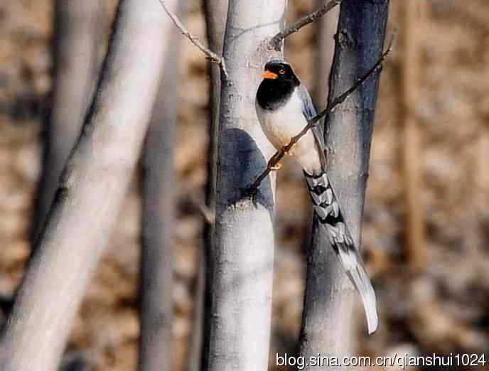 晒鸟儿红嘴蓝鹊和鹮嘴鹬