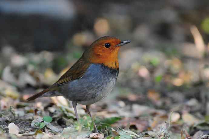 【新鸟】莲花池公园的日本歌鸲