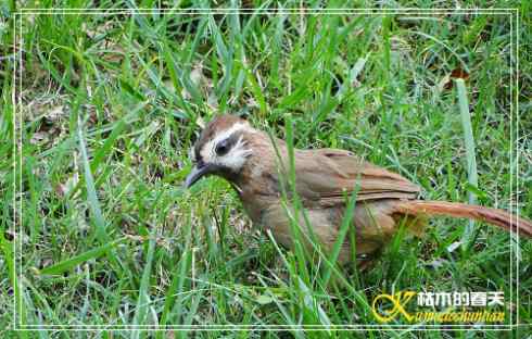 秋天-花-鸟【照片】