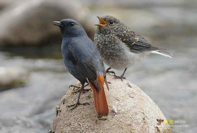父爱如山：实拍红尾水鸲和它的四个宝宝们