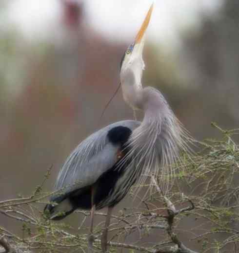 天生猎手：非猛禽类猎手之六（重量级的杀手——大型鹭鸟）