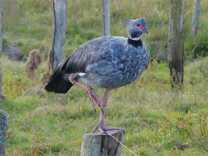 犬科：薮犬亚科薮犬属之薮犬