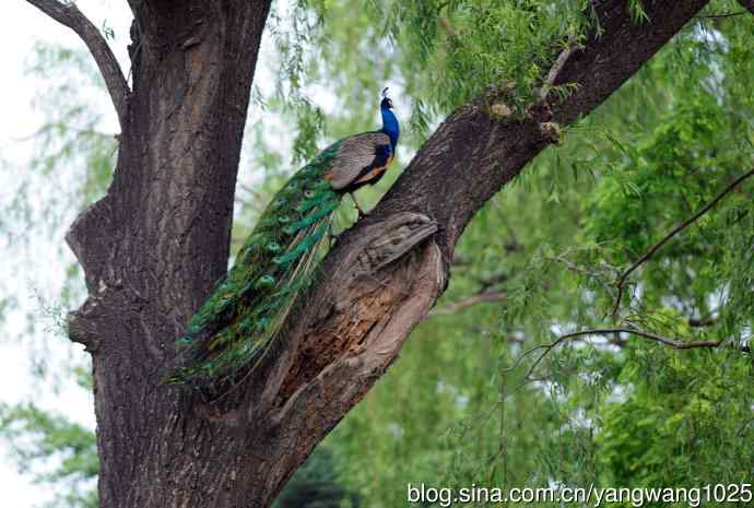 蓝孔雀(上树) 蓝孔雀(上树)
