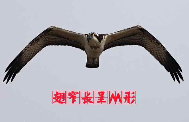 猛禽大全——中国东部地区27种迁徙类猛禽辨识