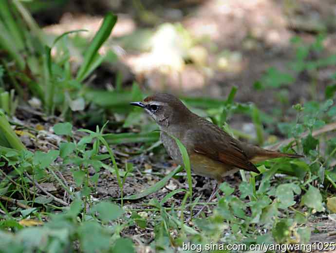 红喉歌鸲 红喉歌鸲