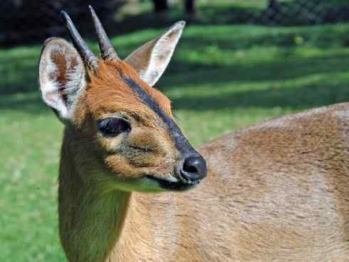 麒麟：传说的兽原型探秘（鹿羚）