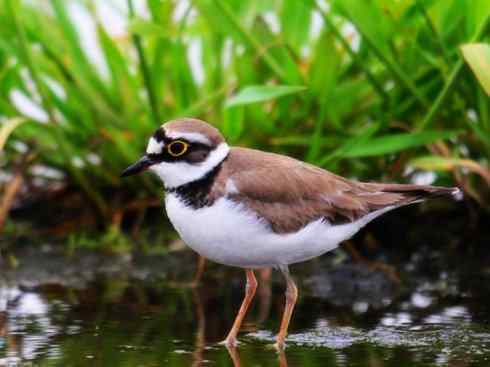 自然奇观：动物大迁徙(涉禽)