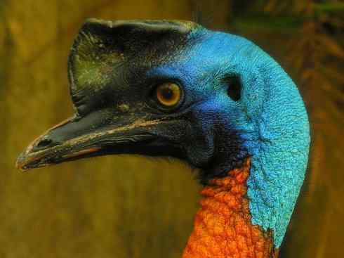 奇特的盔：鹤鸵