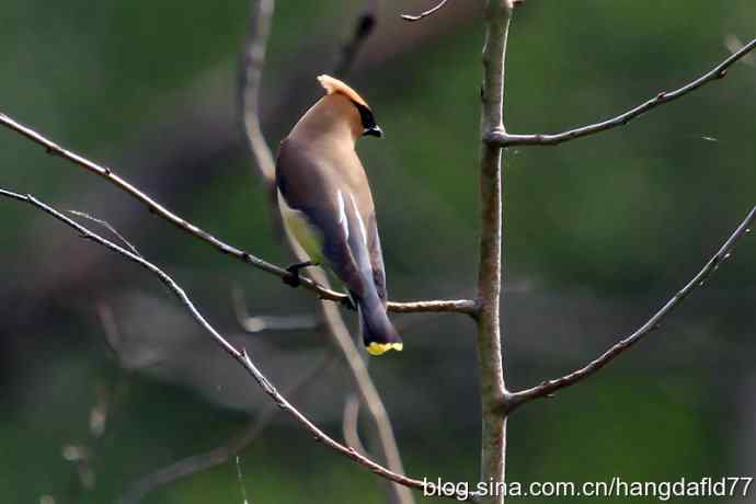 雪松太平鸟（4）