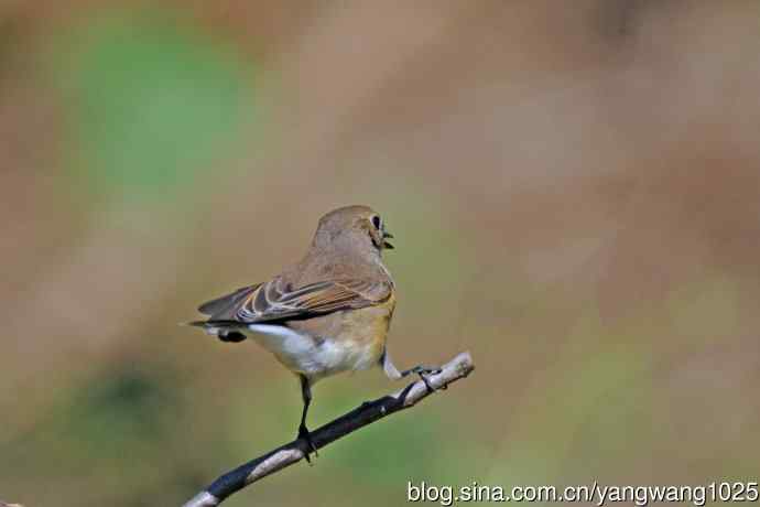 秋天的红喉姬鹟（11）