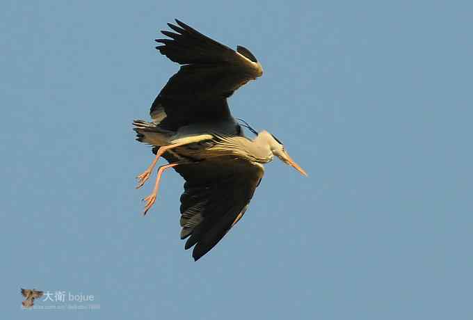 假日与家人一起愉快观鸟 假日与家人一起愉快观鸟