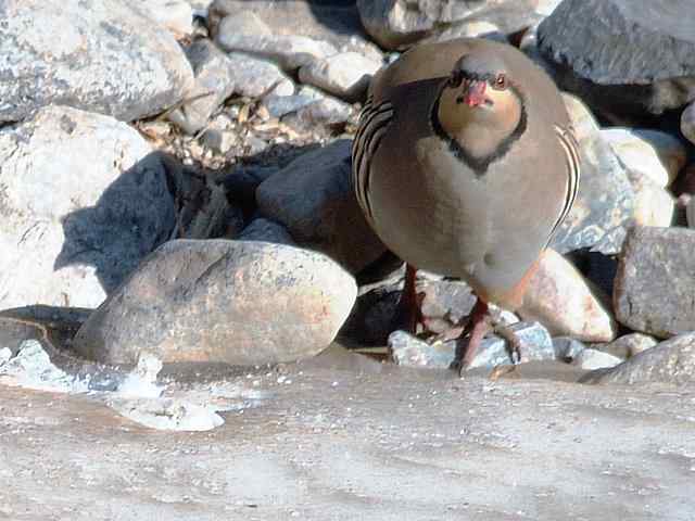 石鸡 wbr. wbr时机