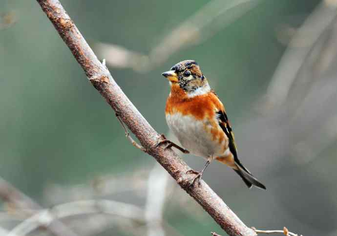 燕雀(抓拍)7 燕雀(抓拍)7