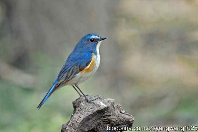 雄性红胁蓝尾鸲(31) 雄性红胁蓝尾鸲(31)