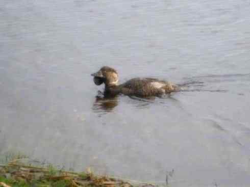 猎奇：十大奇异的雁鸭之四（树鸭、麝鸭）