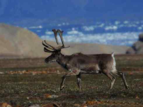 自然奇观：动物大迁徙(北美驯鹿长征)