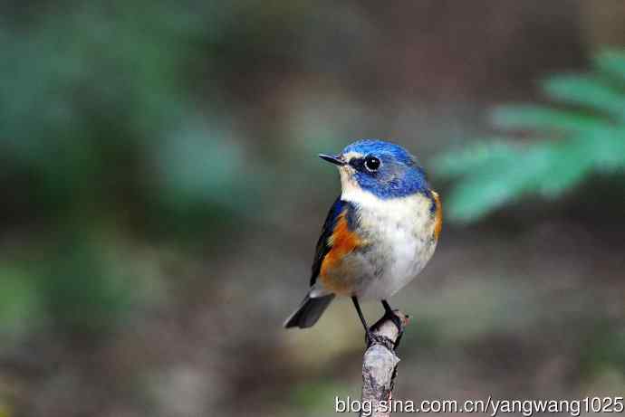 雄性红胁蓝尾鸲（13）