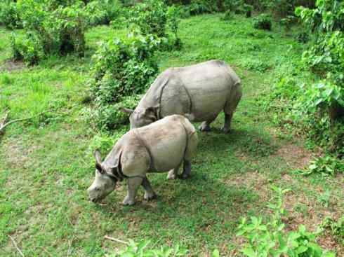 独角兽:传说的兽原型探秘(独角犀) 独角兽:传说的兽原型探秘(独角犀)