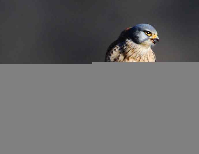 红隼吞鼠全记录（之一）