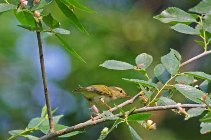 极北柳莺(3) 极北柳莺(3)