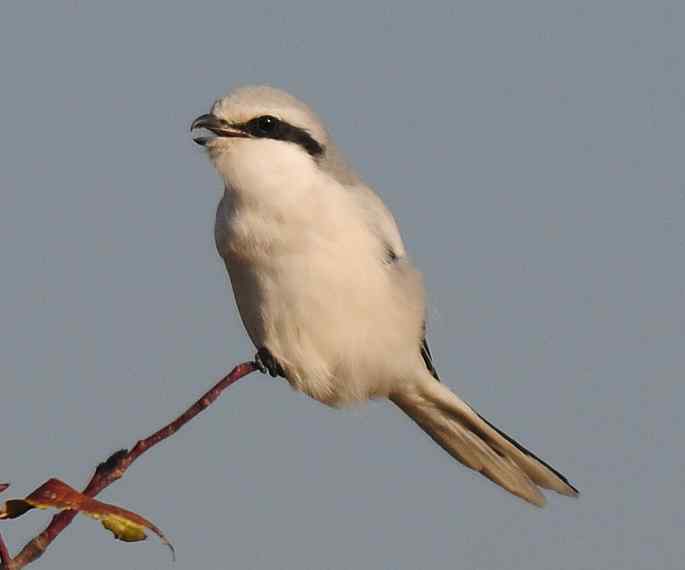 官厅水库&nbsp;wbr路&nbsp;wbr楔尾伯劳和雉鸡