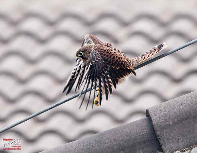 我要飞，我要飞！