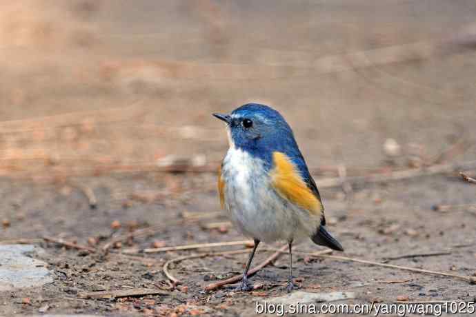 雄性红胁蓝尾鸲（20）