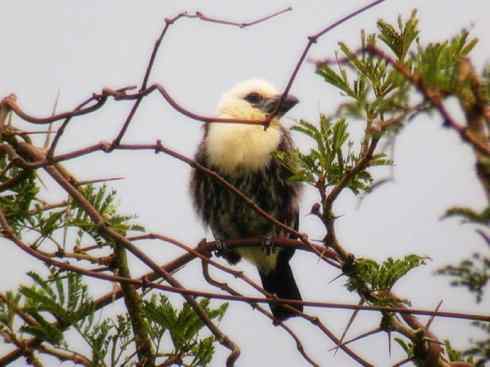 白头鸟系列：另类的美丽4
