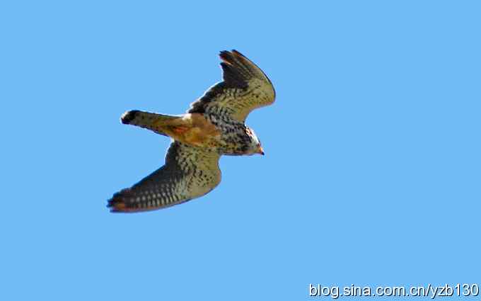 呼和浩特——南湖三隼（组图）