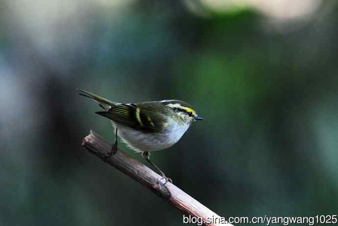 黄腰柳莺(8) 黄腰柳莺(8)