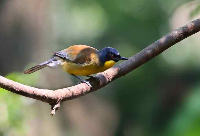 【半日相逢世界濒危小鸟---黄喉噪鹛】