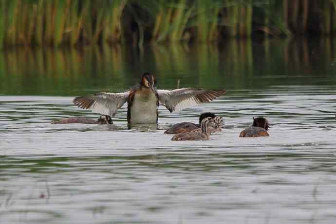 凤头鸊鷉（五）护犊撕打