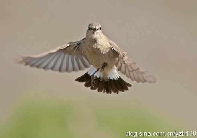 悬停，是一种尽职尽责（组图，22张图片）