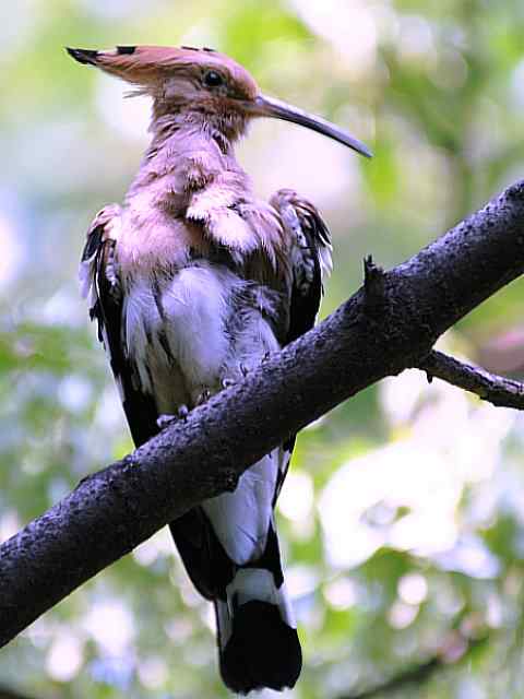 戴胜开冠数毛（鸟儿为悦己者容）