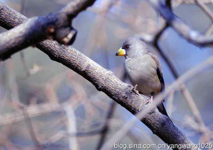 黑尾蜡嘴雀 wbr3