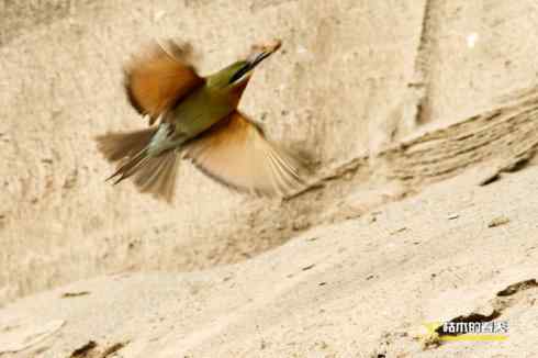育雏期的鈥溊鹾矸浠⑩