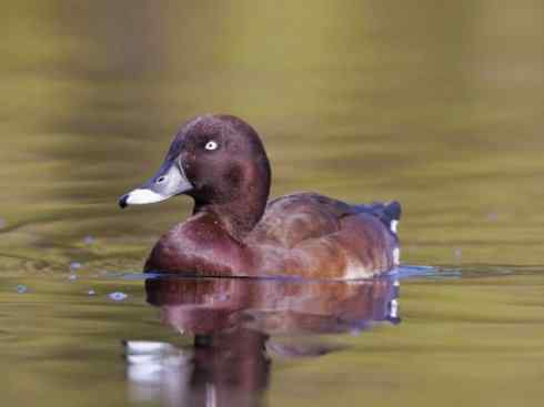 欣赏：美丽的潜鸭