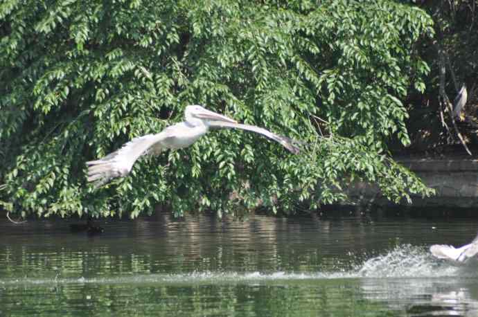 再次看到鹈鹕飞