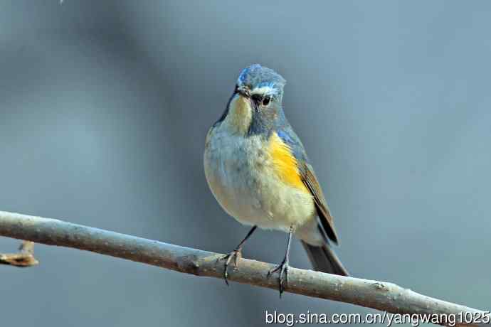 雄性红胁蓝尾鸲（29）