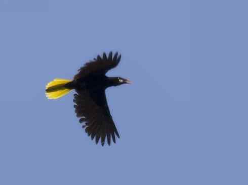 奇特的盔：拟椋鸟